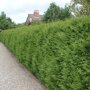 Groene haagconifeer 'Brabant'